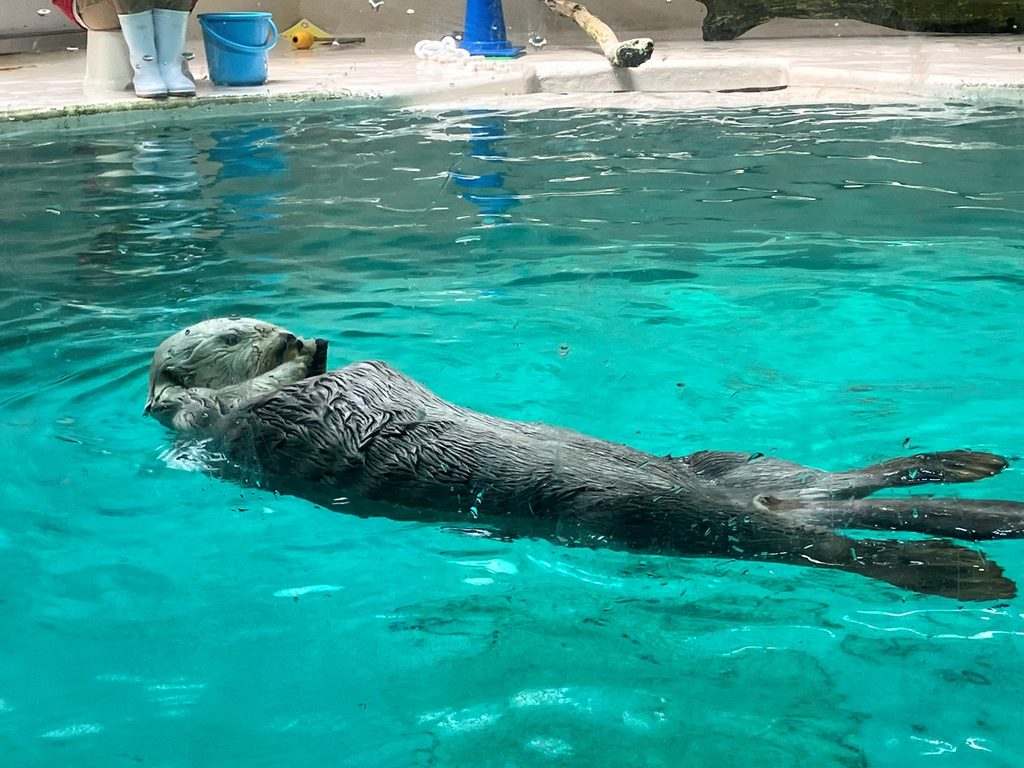 鳥羽水族館のラッコ