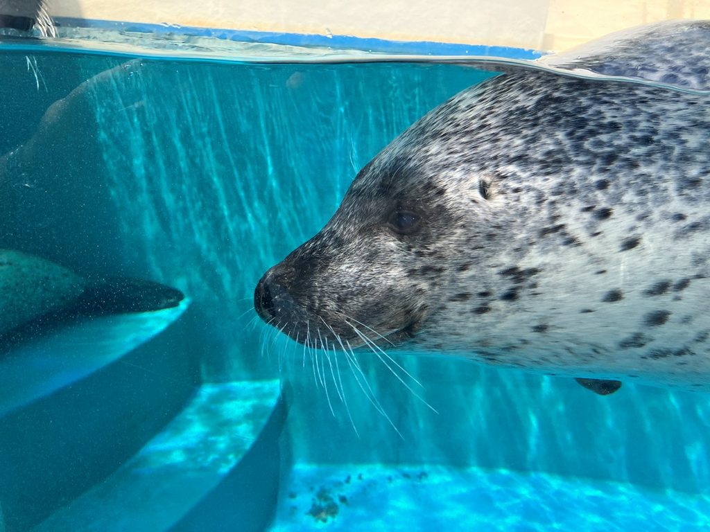 鳥羽水族館のアザラシ