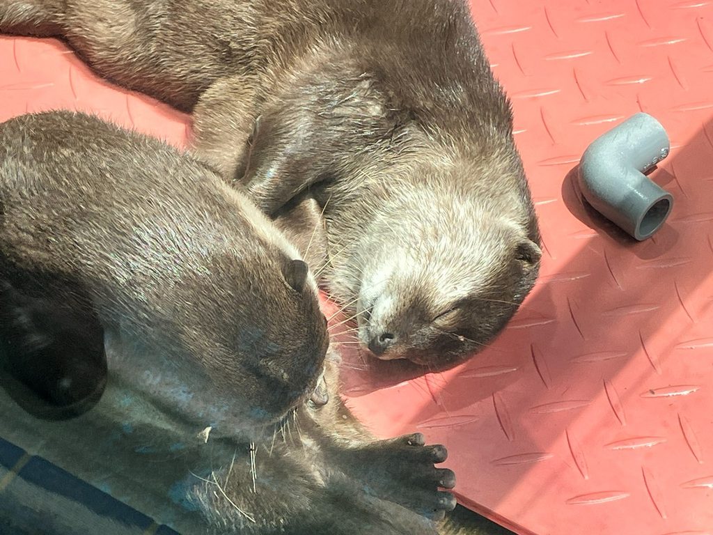 鳥羽水族館のコツメカワウソ